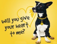 /album/adoptme/dogs-trust-logo1-jpg/