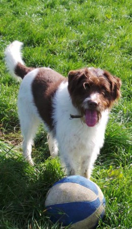 Miley-Crossbreed-Ballymena-Dogs Trust