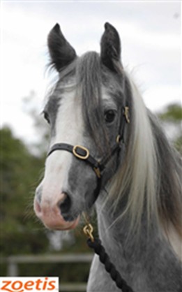 Cienwen-Cob-Staffordshire-Blue Cross