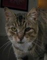 /album/photogallery/pouncer1-jpg/