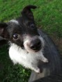 /album/photogallery/pippin-jpg/