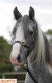 /album/photogallery/cienwen-jpg/